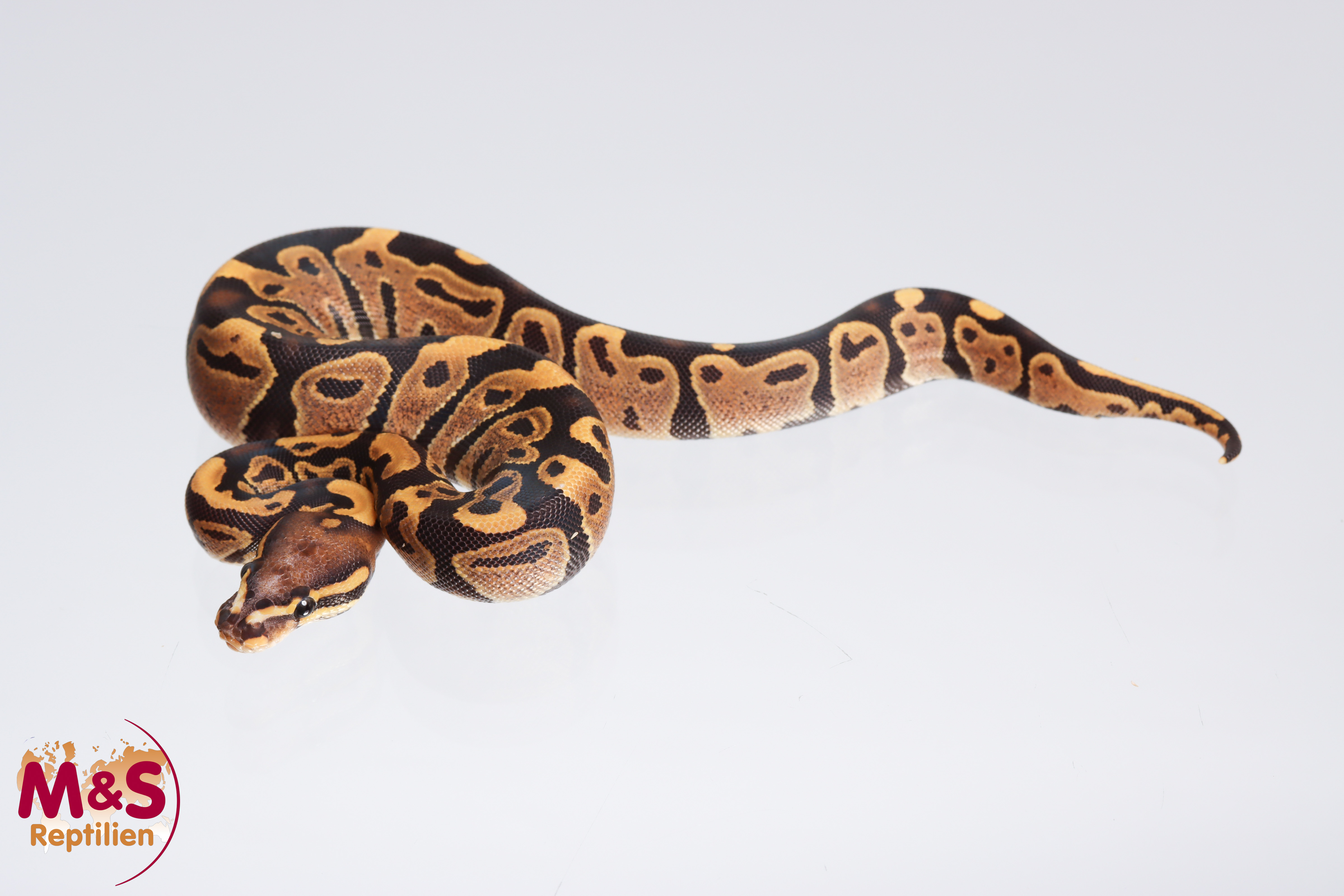 0.1 (Female) Fire Scaleless Head Königspython NZ´M&S´22 Python regius