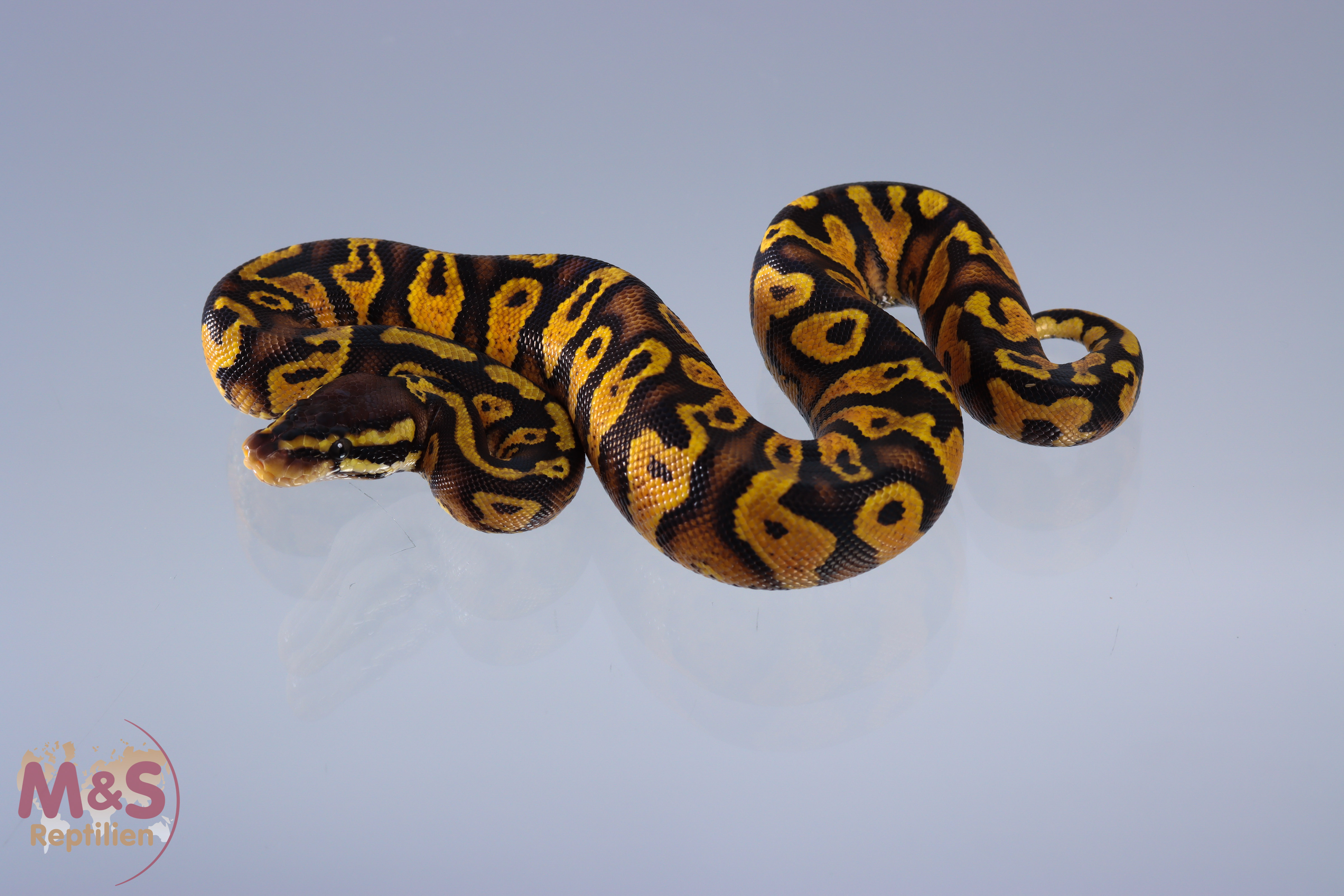 1.0 (Male) Gravel - Pastel Königspython NZ´M&S´20 Python regius