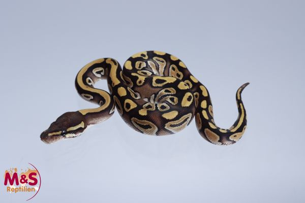 0.1 (Female) Mojave Königspython NZ´M&S´22 Python regius