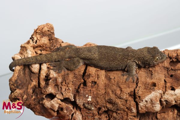 Halmahera Riesengecko NZ´ 24 Gehyra marginata ( Geschlecht unbekannt )