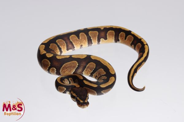 1.0 (Male) Stranger - Königspython NZ´M&S´23 Python regius