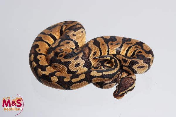 0.1 (Female) Pastel Spotnose 100 % DH Desert Ghost-Clown Königspython NZ´M&S'23 Python regius