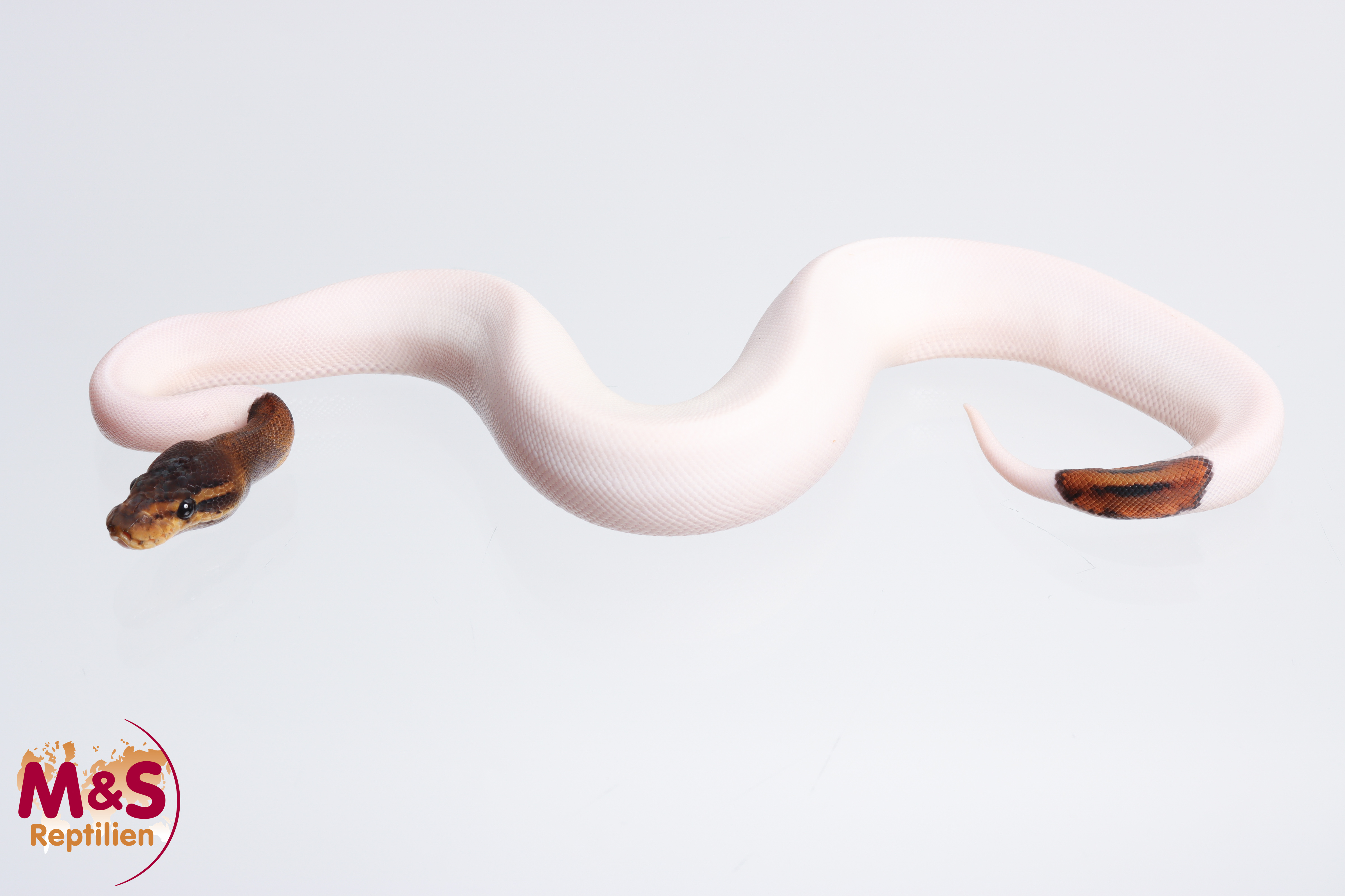 0.1 (Female) Copper Cinnamon Piebald Königspython NZ´M&S´23