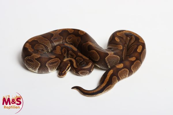 1.0 (Male) Enchi - Genetic Tiger NZ´M&S´16 (adult) Python regius (Originalbild)