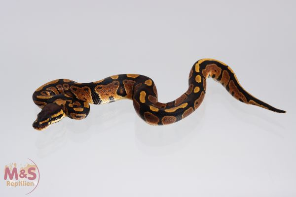 0.1 (Female) 100% doppel hetero Albino - Piebald Königspython NZ´M&S´21 Python regius