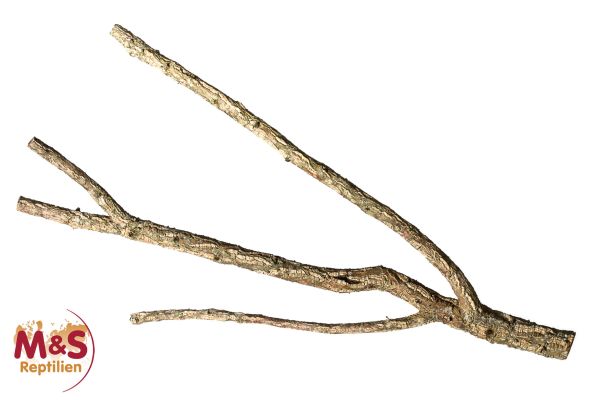 Zierkork Tronchos -verzweigt ca.80-100 cm ( ca. 2 kg )