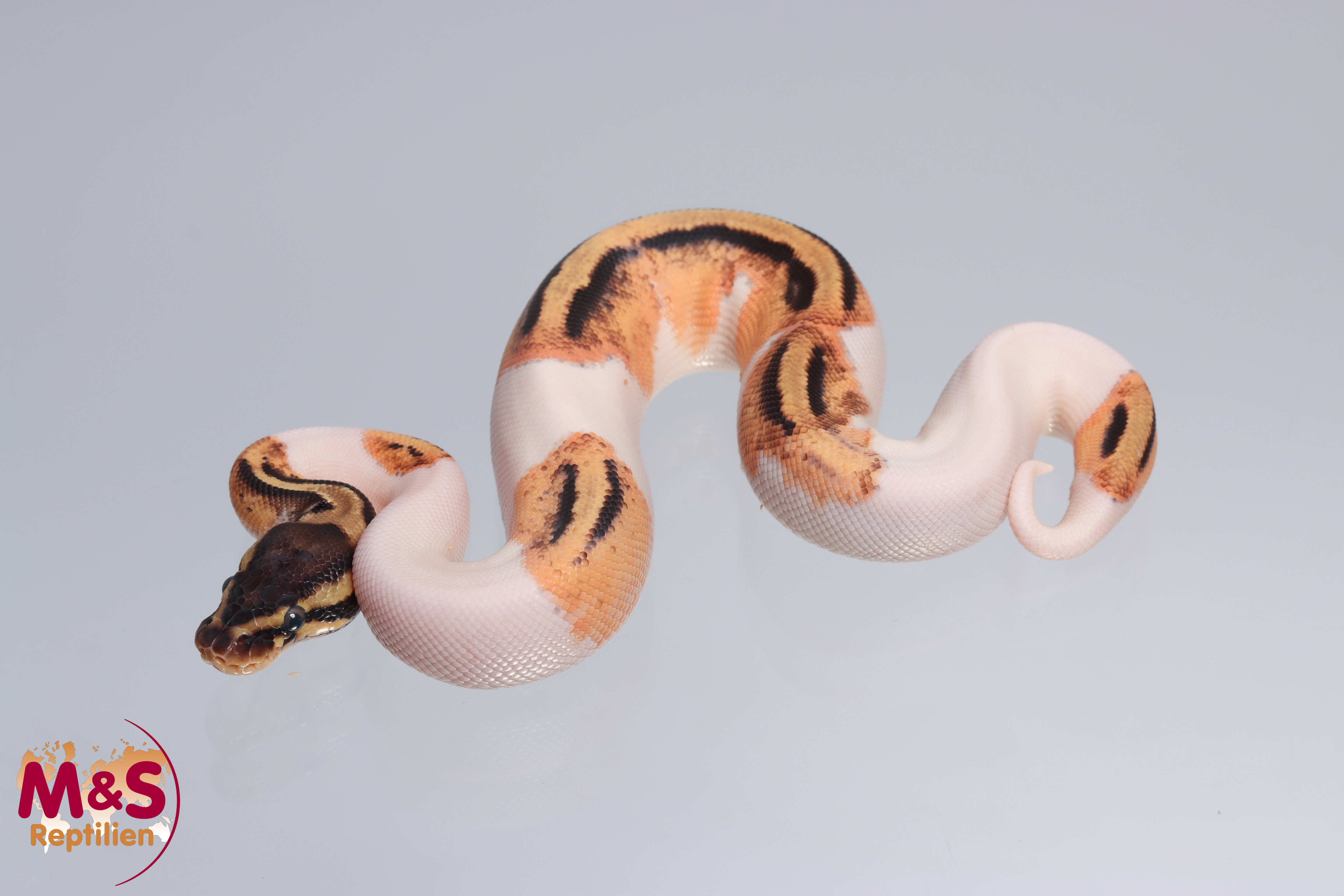 1.0 (Male) Piebald Orange Dream Pastel Königspython DNZ´22 Python