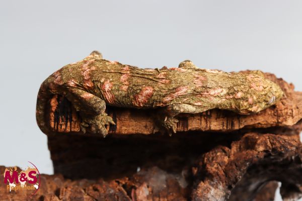 0.1 (Female) Riesengecko -Koghis/ Friedel- ( medium-subadult ) NZ´ 23 R. leachianus (Originalbild)
