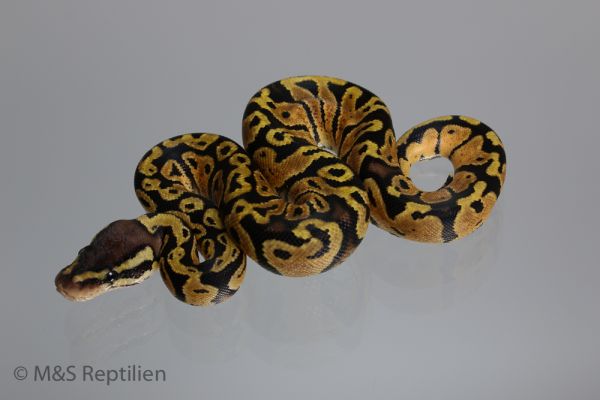 0.1 ( Female ) Gravel-Pastel Königspython NZ´M&S´16 Python regius