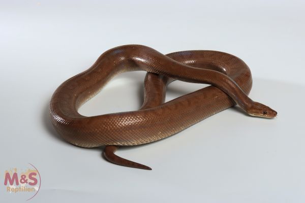 0.1 (Female) Braune Regenbogenboa 100% het. Albino NZ'19 (ca. 160 cm) Epicrates maurus (Symbolbild)