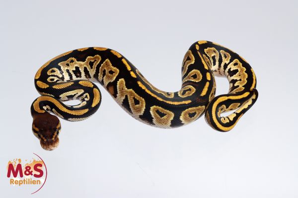 1.0 (Male) Bongo 100% hetero Piebald 66% poss Lavender Königspython NZ´M&S´24 Python regius
