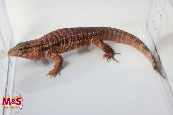 1.0 (Male) Roter Argentinischer Teju NZ’ 22 (ca. 60 cm) mit Schwanzfehler!S.rufescens (Orginalbild)