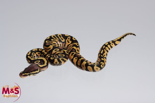 1.0 (Male) Pastel poss. Gravel Königspython NZ´M&S´22 ( adult) Python regius