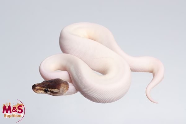 1.0 (Male) Piebald Copper Cinnamon Königspython NZ´M&S´24 Python regius