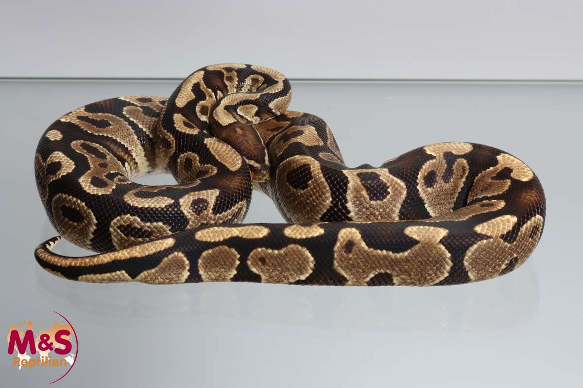 洋書　Python regius Das Kompendium 洋書 Python regius Das Kompendium Python regius: Das