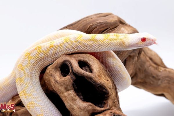 0.1 (Female) Bullennatter Whiteside Hybino NZ´24 (ca.40 cm) Pituophis c. sayi (Originalbild)
