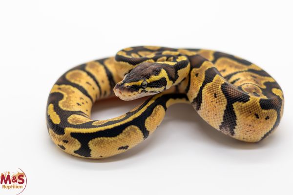 0.1 (Female) Pastel 100% doppel hetero Albino - Piebald Königspython NZ´25 Python regius
