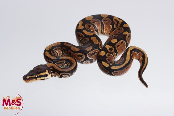 0.1 (Female) 100% hetero Piebald - 66% poss. hetero Lavender Königspython NZ´M&S´23 Python regius