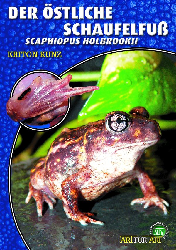 Der östliche Schaufelfuß Scaphiopus holbrookii (Kriton Kunz