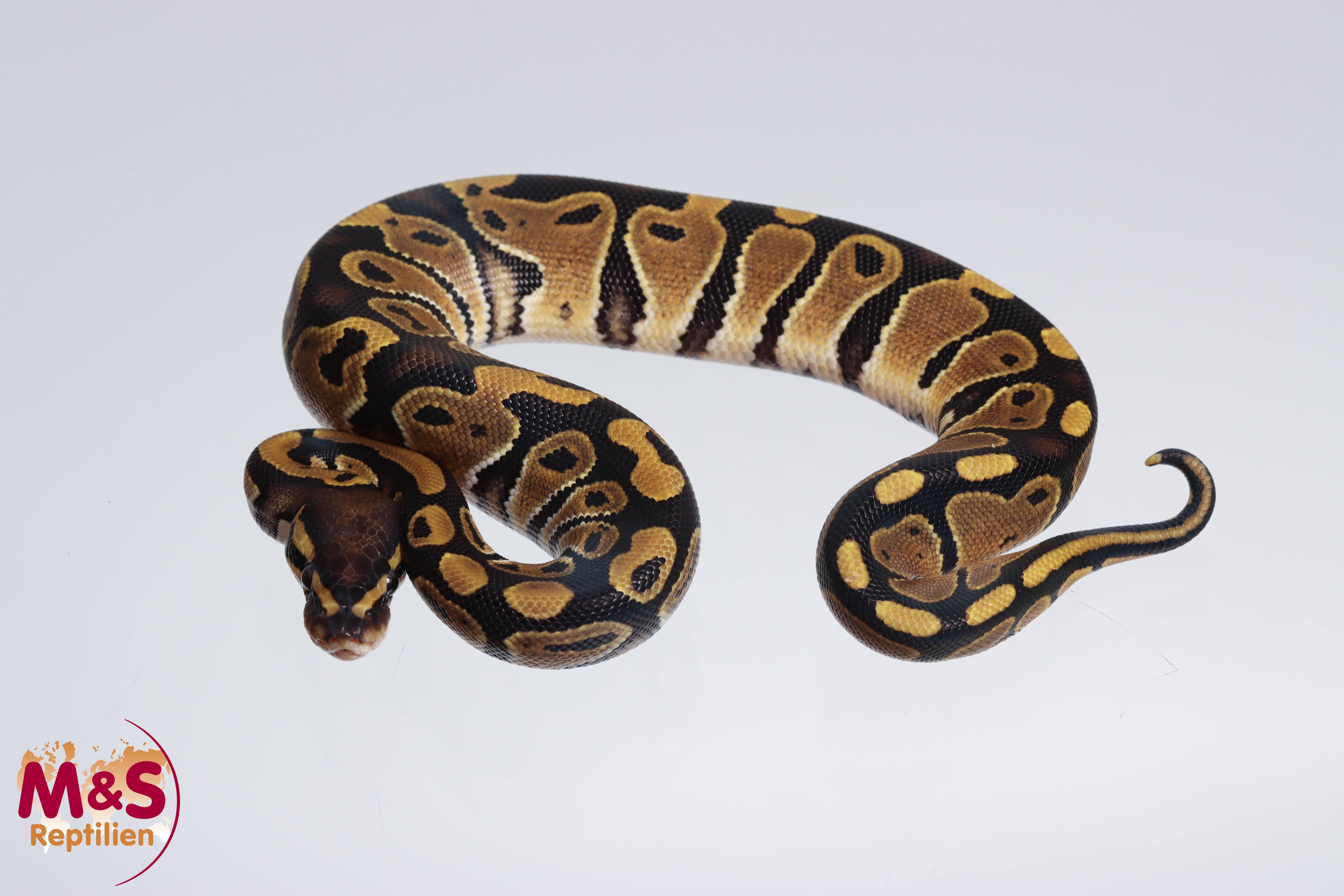 0.1 (Female) 100% doppel hetero Ghost Piebald Königspython