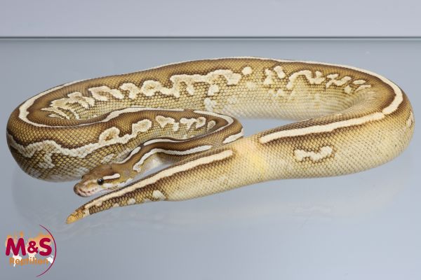 0.1 (Female) Bongo Lesser hetero Piebald Königspython NZ´M&S'22 Python regius