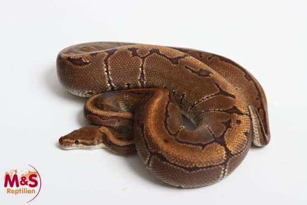 1.0 (Male) Pinstripe het. Genetic Striped Königspython NZ´M&S´12 (adult) P. regius (Originalbild)