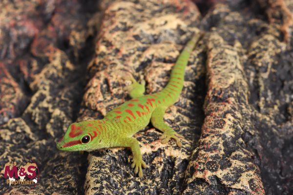 Großer Taggecko NZ´24 (medium) Phelsuma grandis