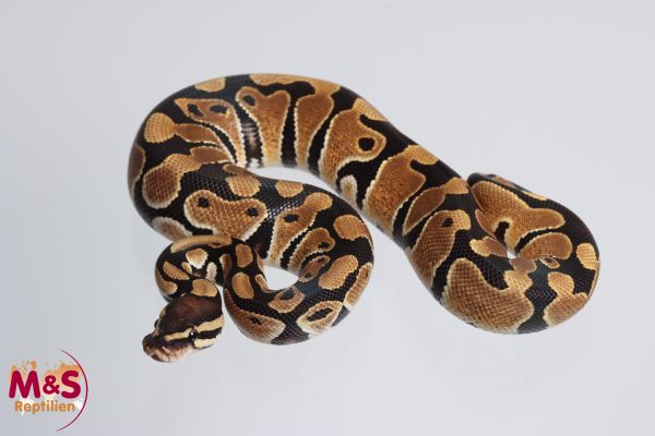 1.0 (Male) 100% DH Desert Ghost - Clown Königspython NZ´M&S´23 Python regius