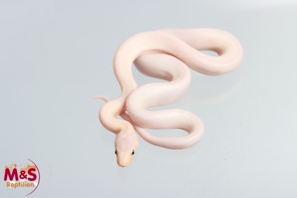 "Blue Eye Lucy" Leucistische Regenbogenboa NZ'25 (ca.30 cm) Epicrates c. maurus (Symbolbild)