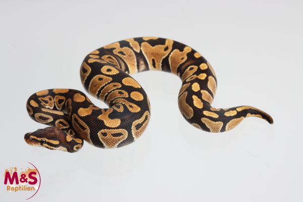 0.1 (Female) 50% poss. Clown 50% poss. Sunset Königspython NZ´M&S´24 Python regius