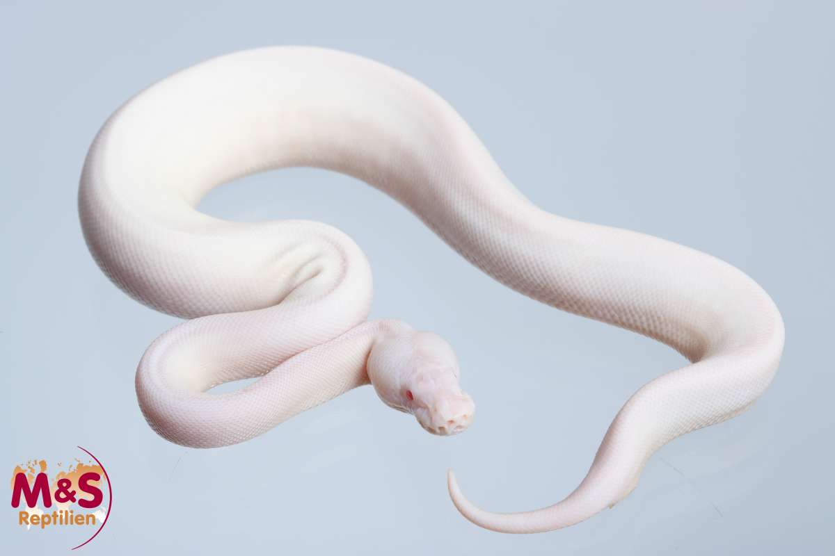 Python regius 2024 | Ball pythons | Snakes | Livestock | M&S