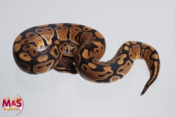 1.0 (Male) 100% DH Desert Ghost - Clown Königspython NZ´M&S´23 Python regius