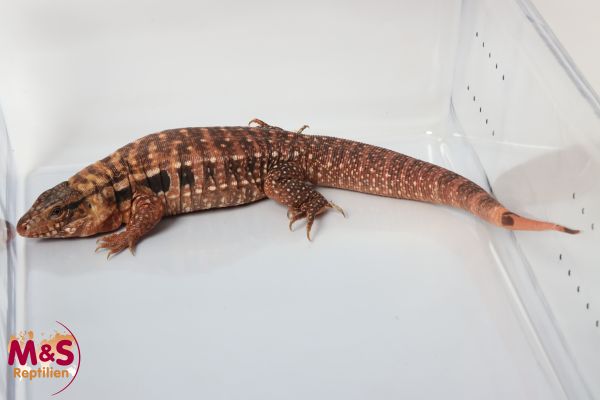 0.1 (Female) Roter Argentinischer Teju NZ’ 22 (ca. 70 cm - Schwanzfehler!) S.rufescens (Orginalbild)