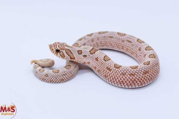Hakennasennatter "Arctic Conda Toffee" NZ´25 (ca. 20cm) Heterodon n. nasicus