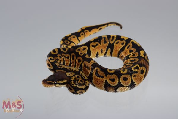 1.0 (Male) Gravel - Pastel Königspython NZ´M&S´20 Python regius