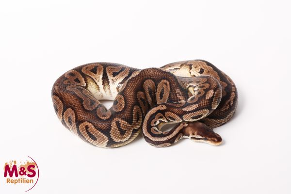 1.0 (Male) Super Pastel Königspython NZ´M&S´19 (adult) Python regius