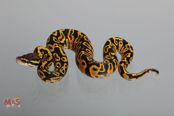 1.0 (Male) poss Gravel Pastel Königspython NZ´M&S´17 Python regius