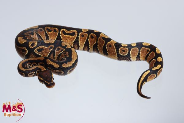 1.0 (Male) Yellowbelly poss. Piebald Königspython NZ´M&S´24 Python regius