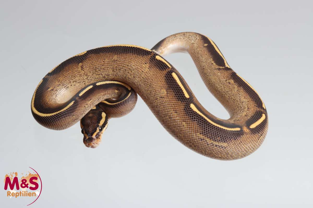 Python regius 2024 | Ball pythons | Snakes | Livestock | M&S