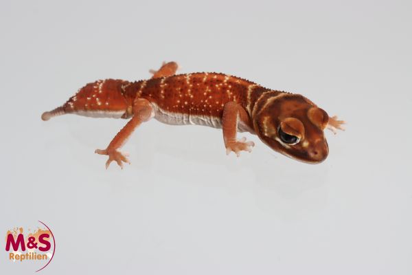 Glatter Knopfschwanzgecko "red" NZ'23 Nephrurus levis levis (Symbolbild)