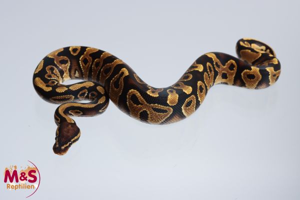 1.0 (Male) Yellowbelly 50% poss. Piebald 50% poss. Sunset Königspython NZ´M&S´24 Python regius