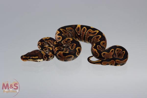 0.1 (Female) Gravel Königspython NZ´M&S´20 Python regius