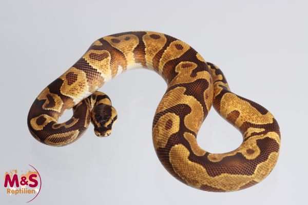 1.0 (Male) Enchi YB 100 % het. Desert Ghost poss. Piebald Königspython DNZ´23 Python regius