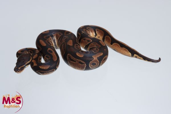 1.0 (Male) 66% hetero Piebald 50% hetero Sunset Königspython NZ´M&S´24 Python regius