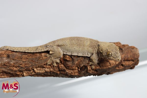 Halmahera Riesengecko NZ´ 24 Gehyra marginata ( Geschlecht unbekannt )