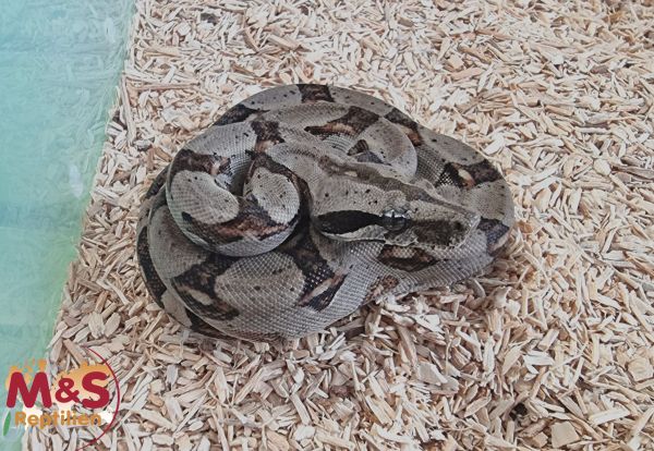 Langschwanzboa (Longicaudaboa) het. Anery NZ'24 (ca. 40 cm) Boa c. longicauda (Symbolbild)