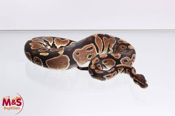 洋書　Python regius Das Kompendium 0026.jpeg