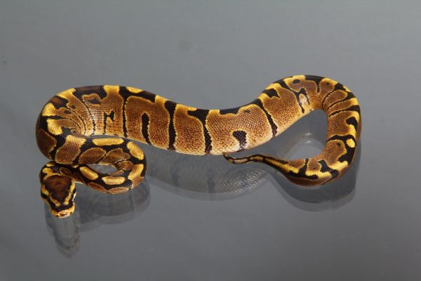 Female (0.1) Enchi - Woma, NZ´M&S´14 Python regius