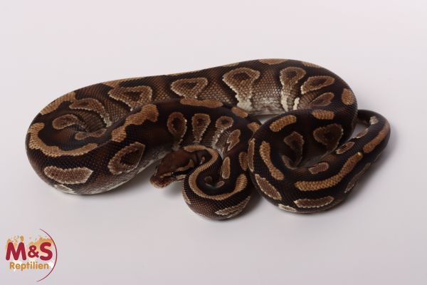 1.0 (Male) Phantom - Yellowbelly Königspython NZ´M&S´16 Python regius