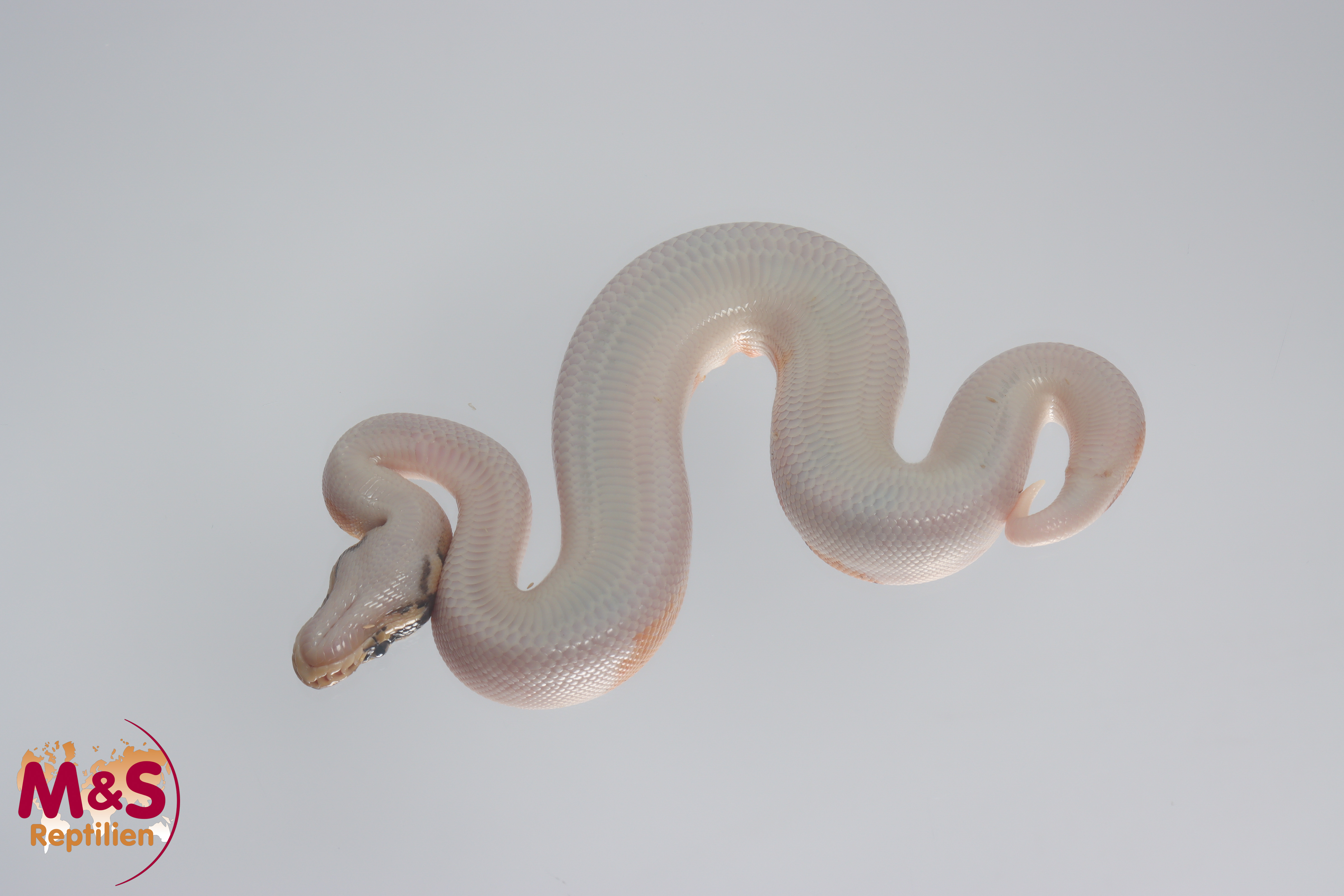1.0 (Male) Piebald Orange Dream Pastel Königspython DNZ´22 Python